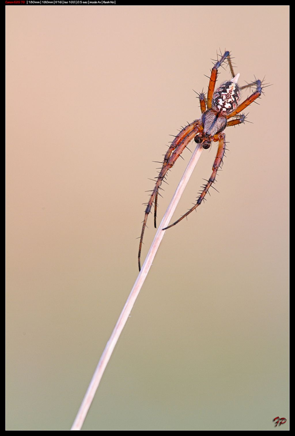 Neoscona adianta - Capogallo (PA)