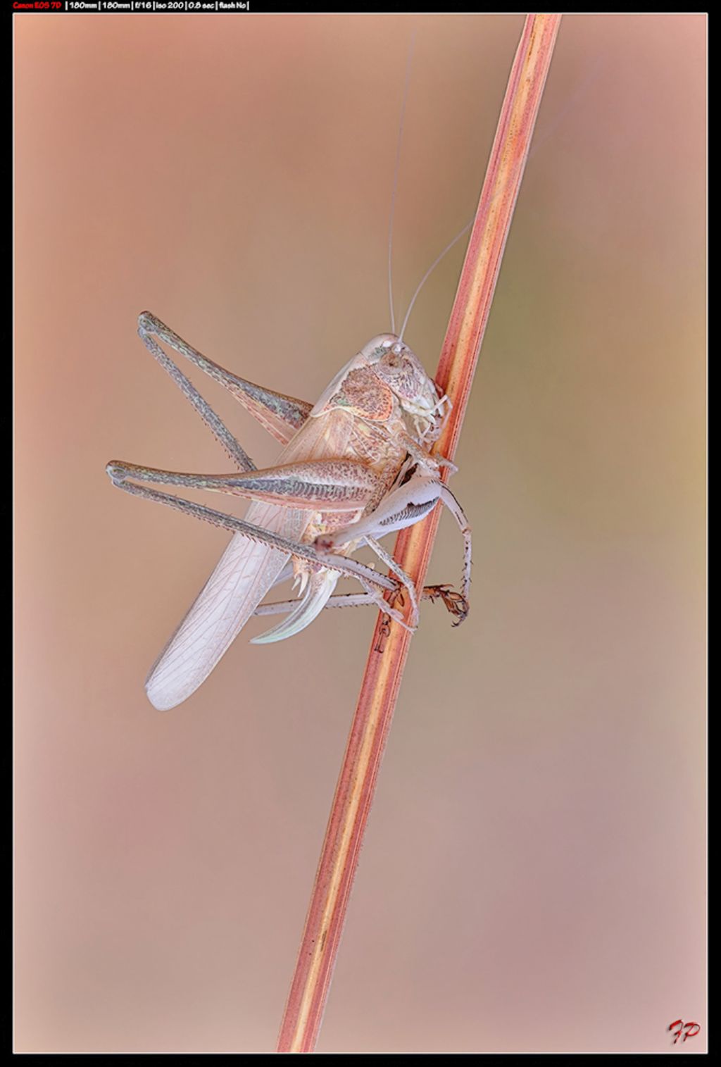 Albino?