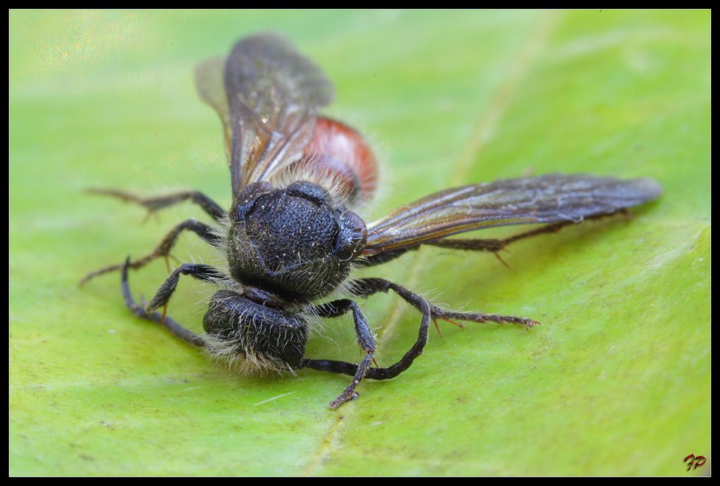 Maschio di Mutillidae