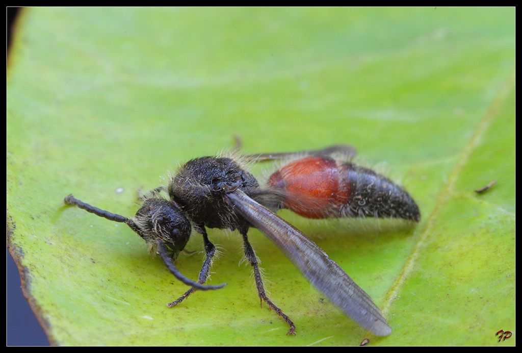 Maschio di Mutillidae