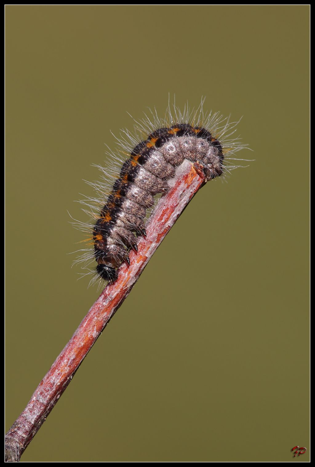 Identificazione - Aporia crataegi