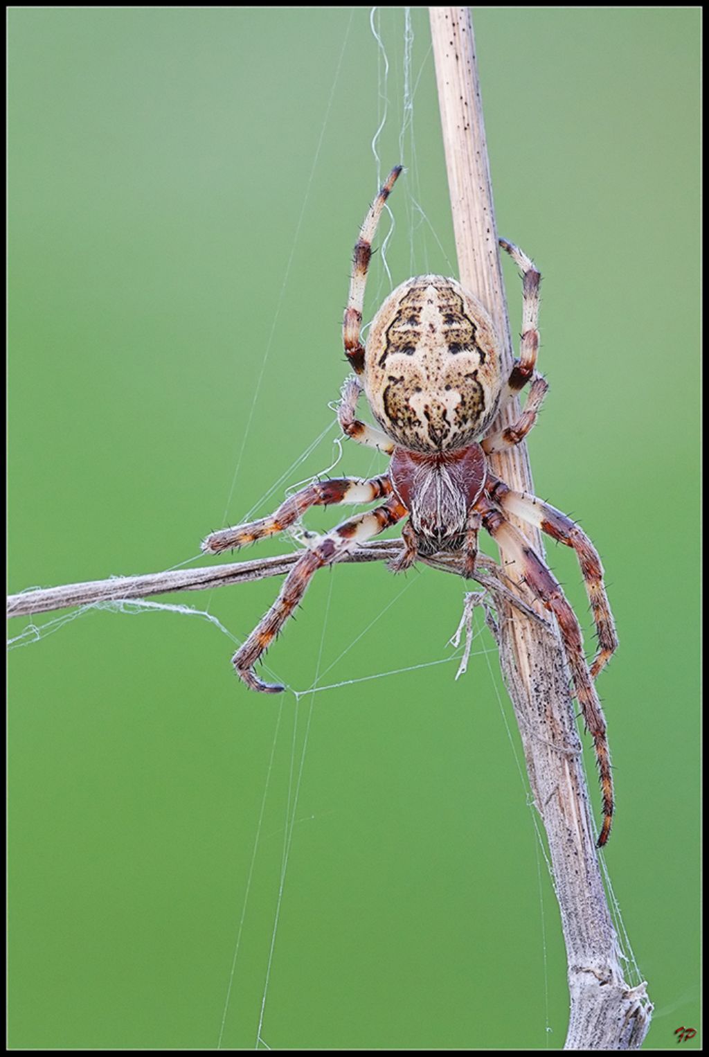 Larinioides cf. cornutus - Piana degli Albanesi (PA)