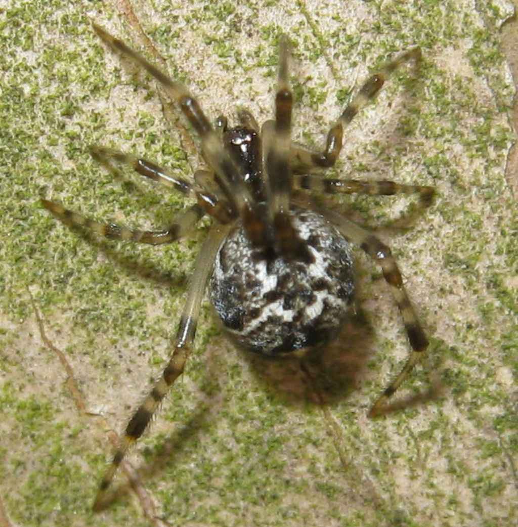 Parasteatoda sp.