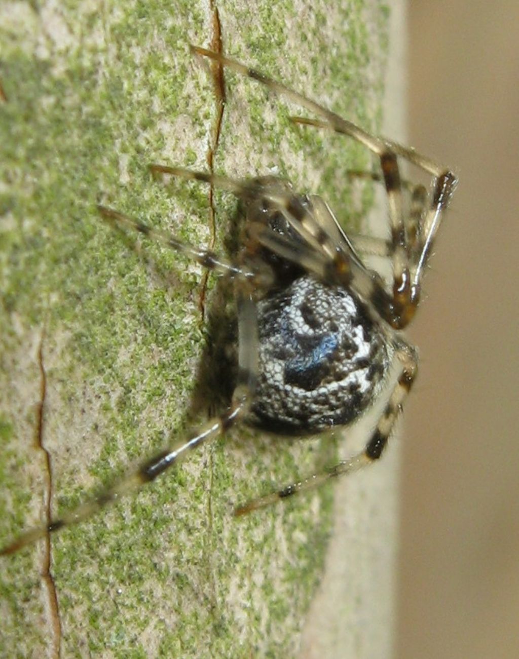 Parasteatoda sp.