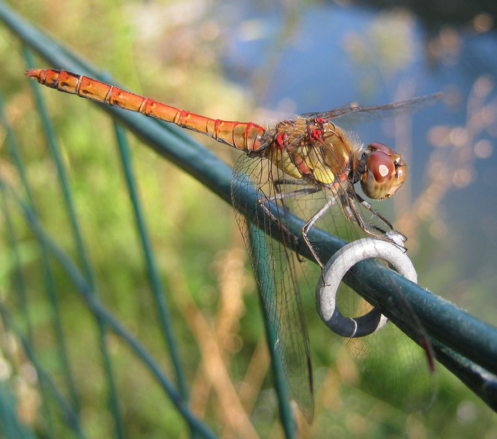 Sympetrum sanguineum?