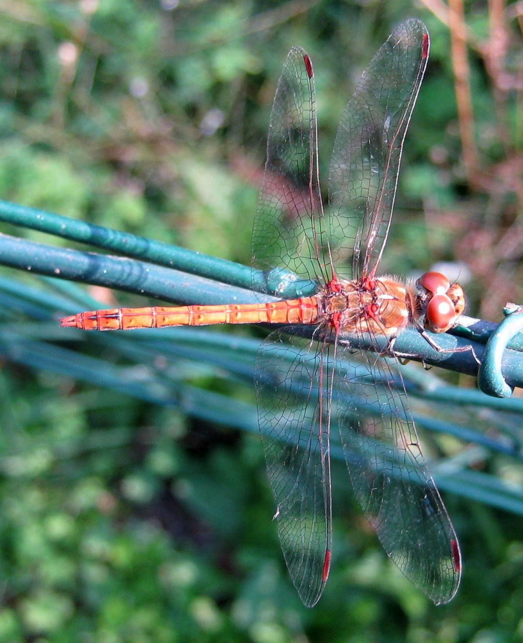 Sympetrum sanguineum?