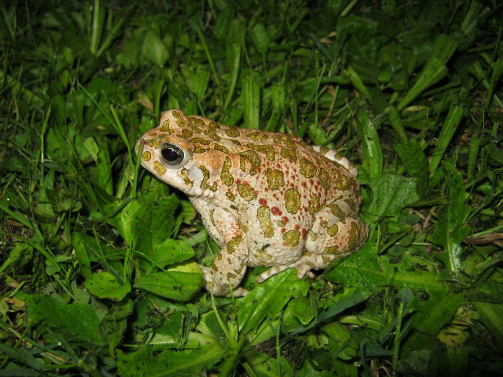 Bufotes viridis