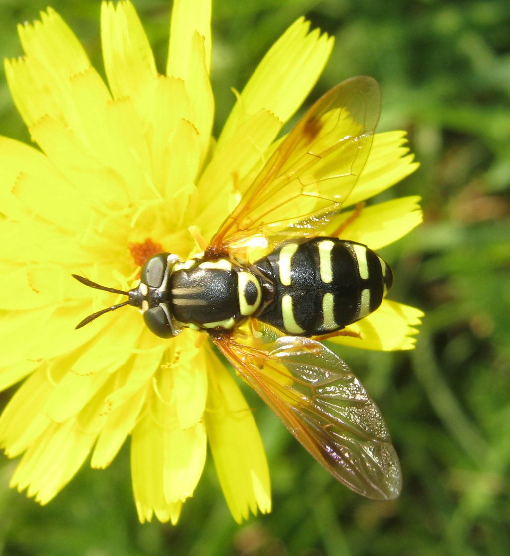 Chrysotoxum intermedium?