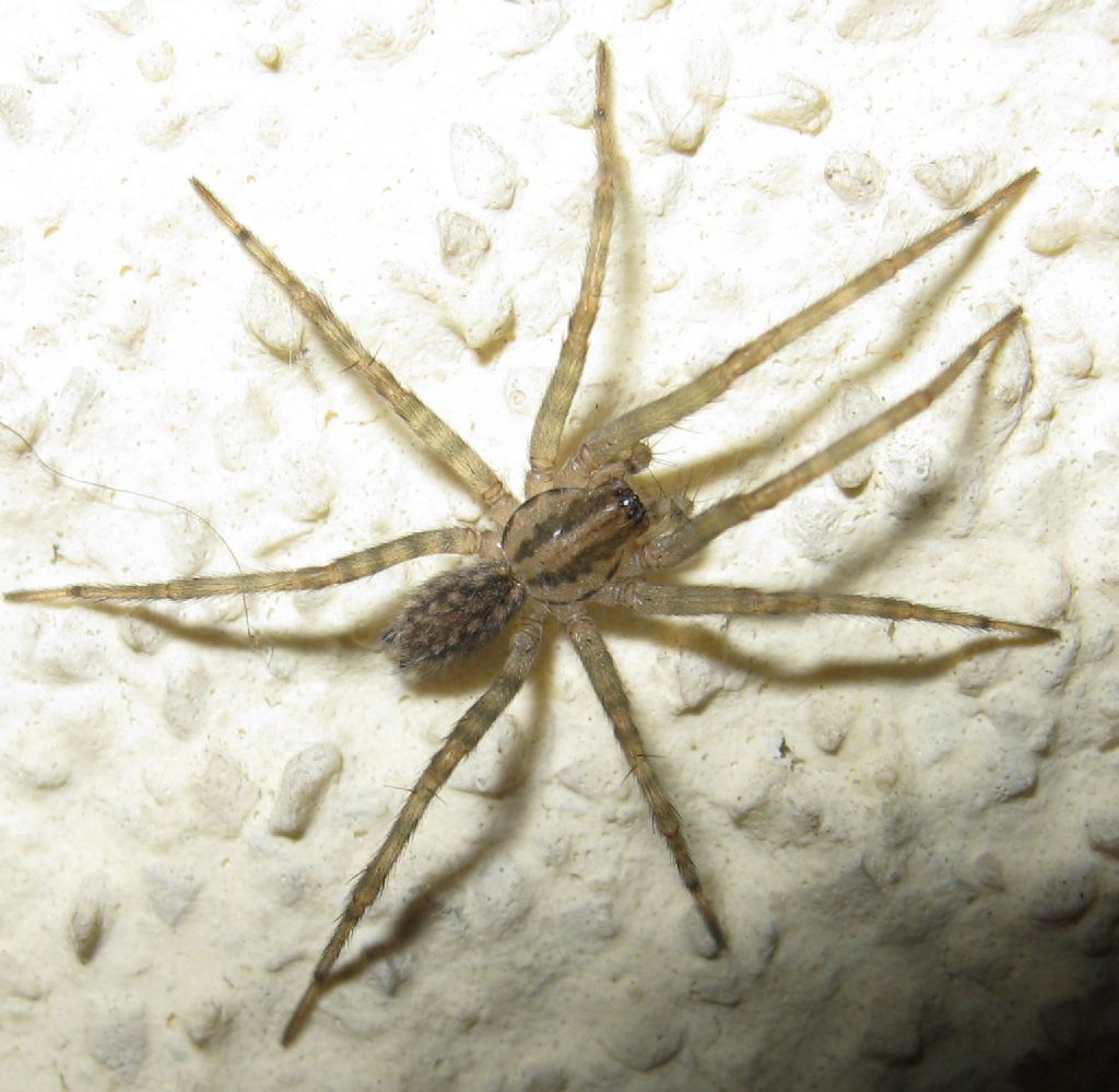 Tegenaria sp.?