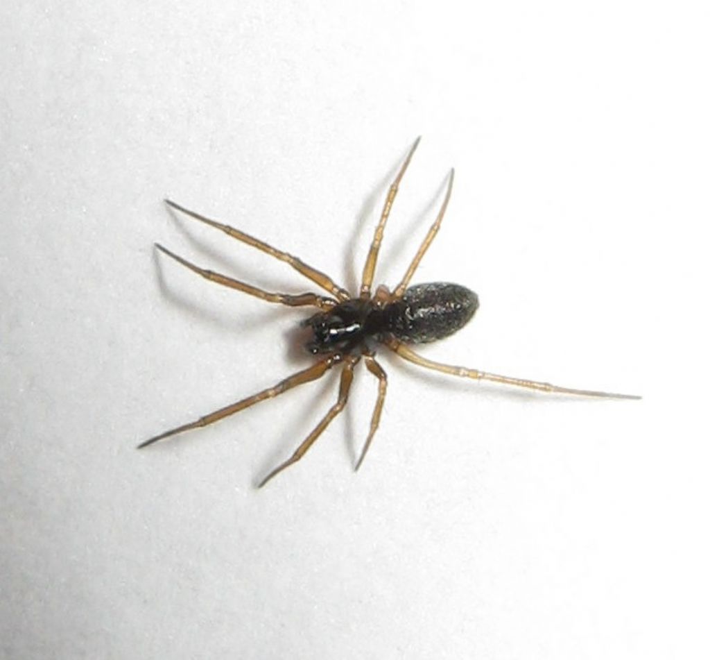 Linyphiidae