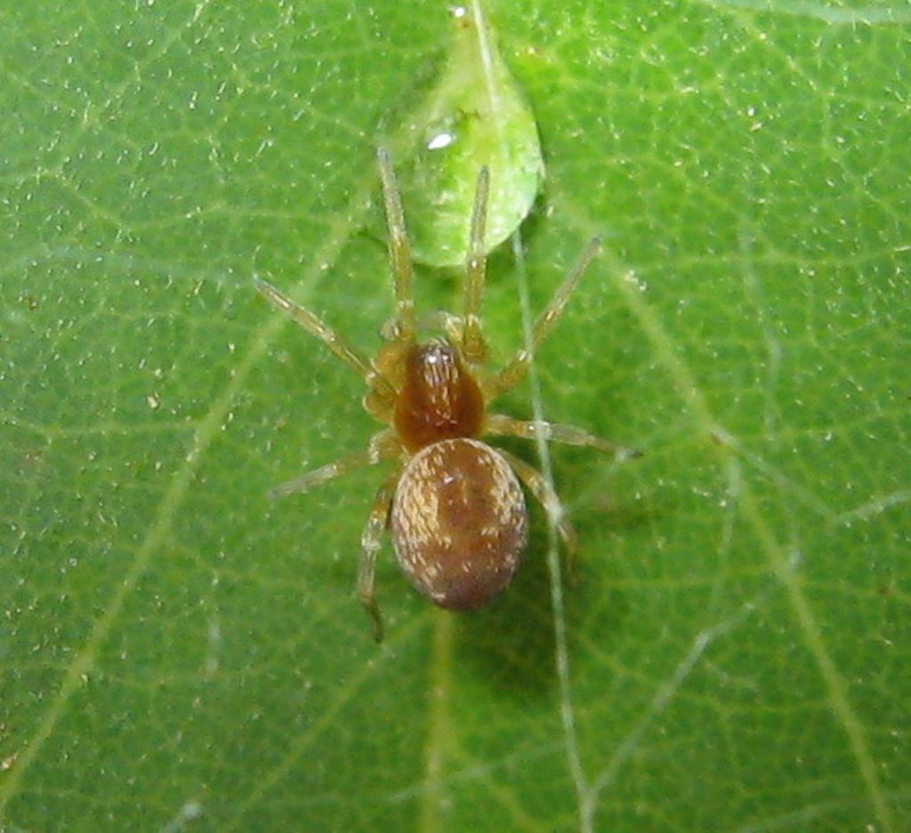 Dictyna sp.