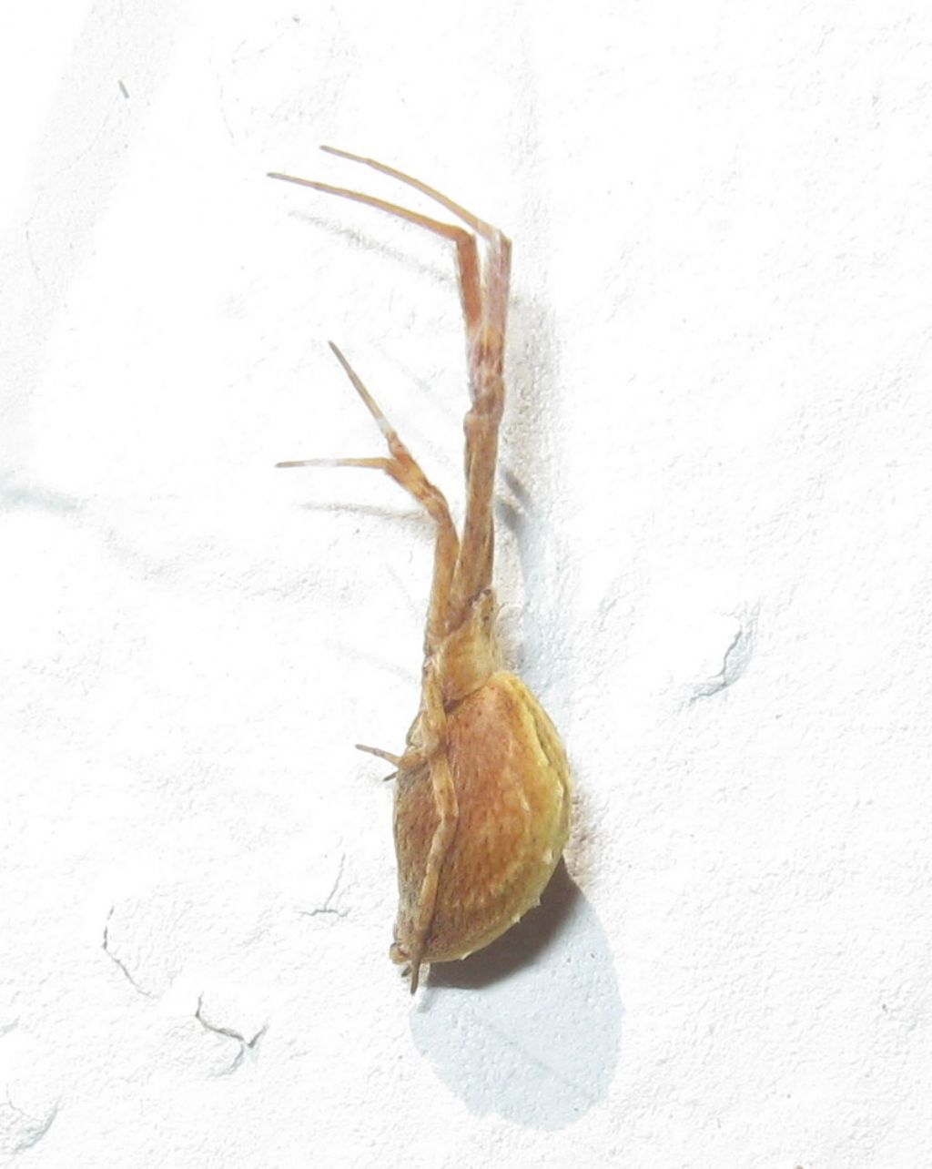 Uloborus walckenaerius