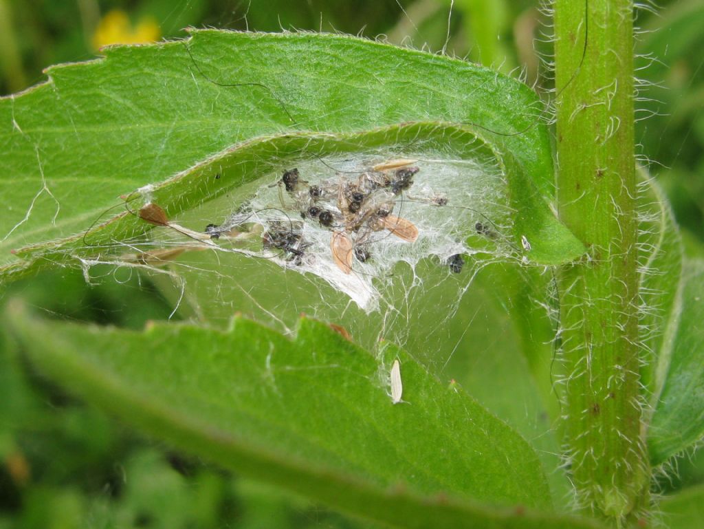 Phylloneta sp. nido con ovisacco - Treviso (TV)