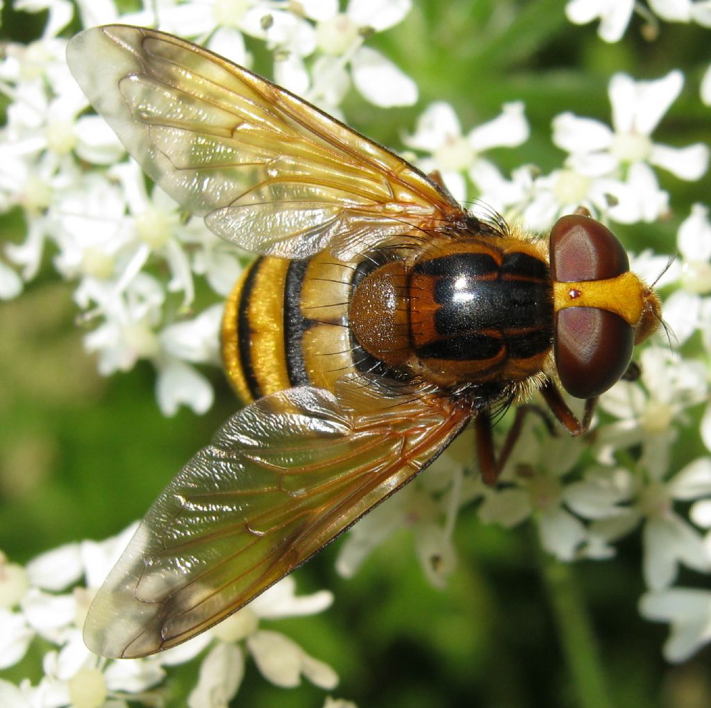 Volucella inanis?