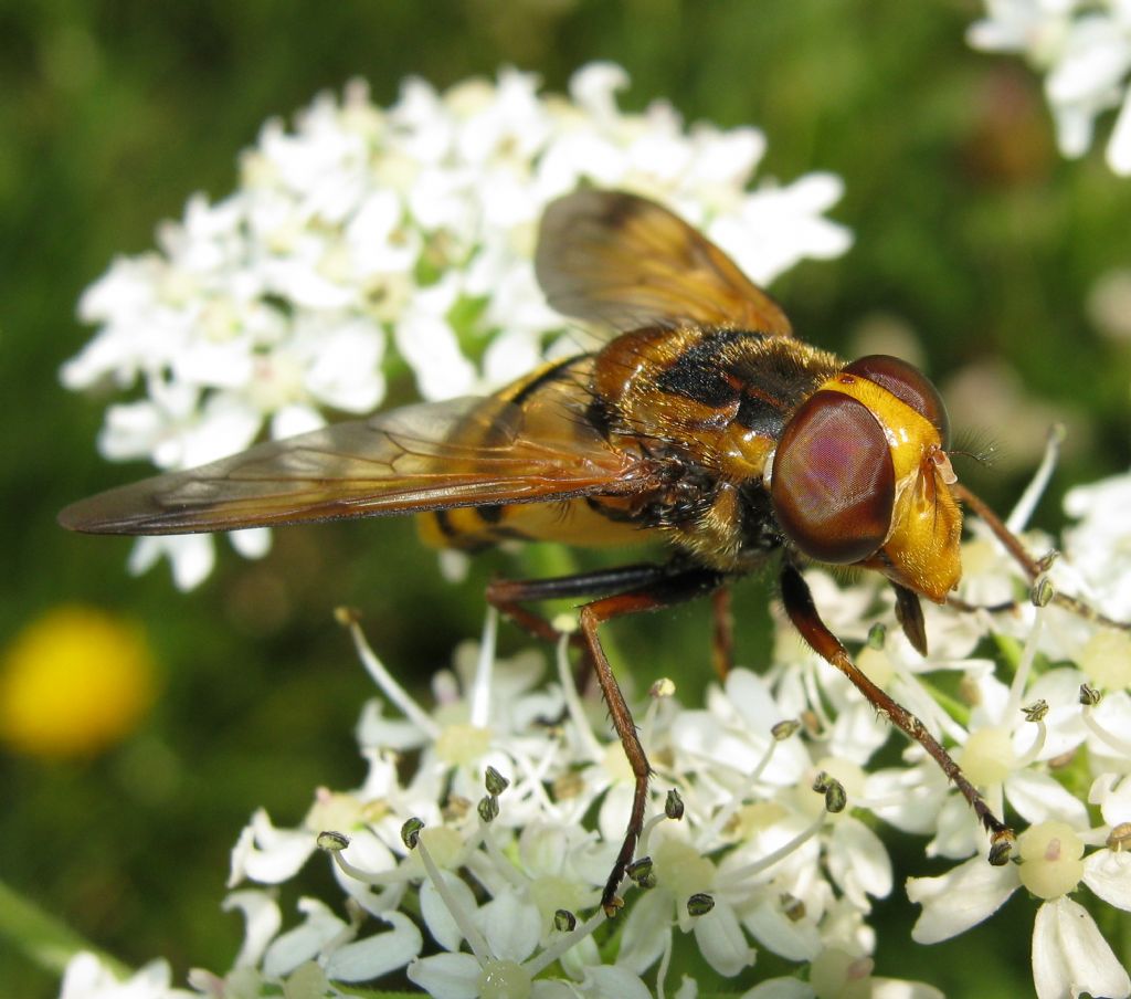 Volucella inanis?