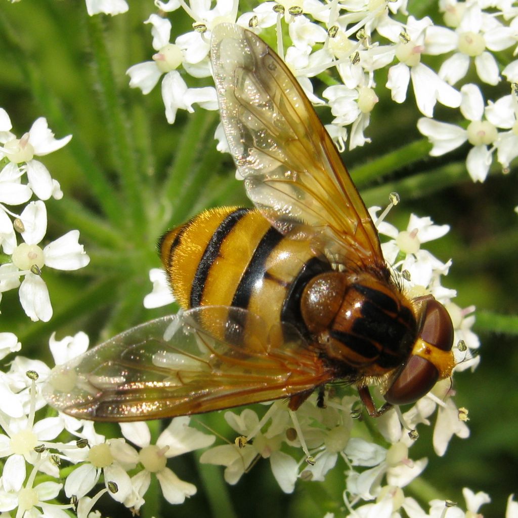 Volucella inanis?