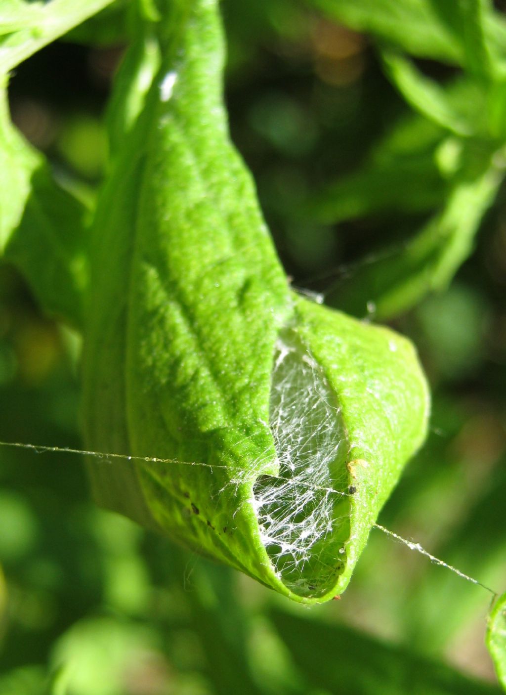 Larinioides cf. cornutus - Lughignano (TV)