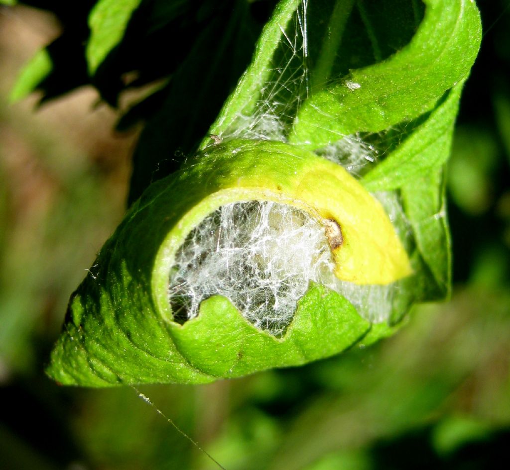 Larinioides cf. cornutus - Lughignano (TV)