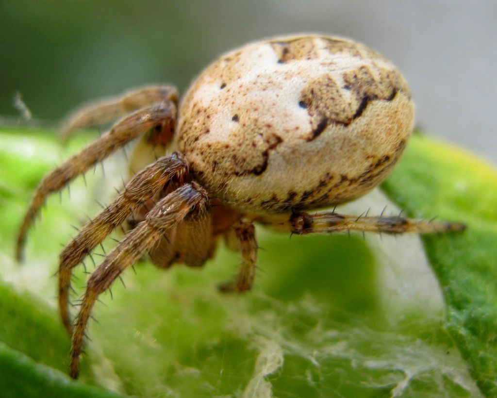 Larinioides cf. cornutus - Lughignano (TV)