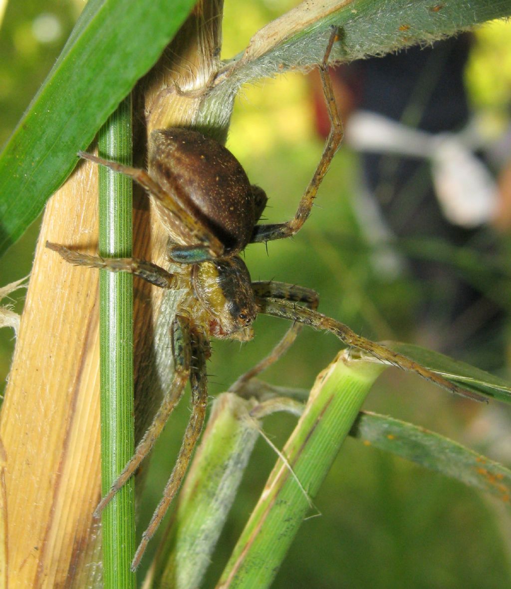 Dolomedes sp. - Sernaglia della Battaglia (TV)