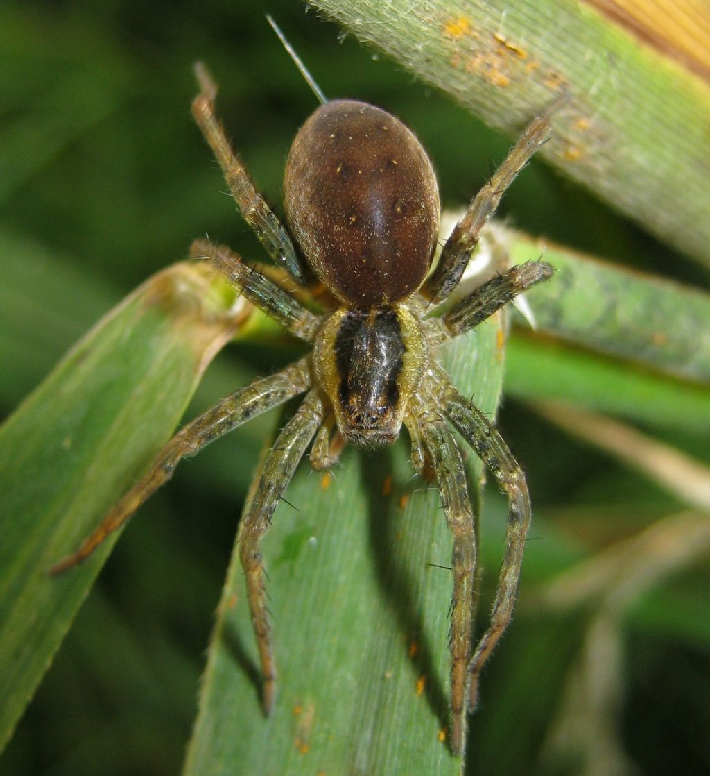 Dolomedes sp. - Sernaglia della Battaglia (TV)