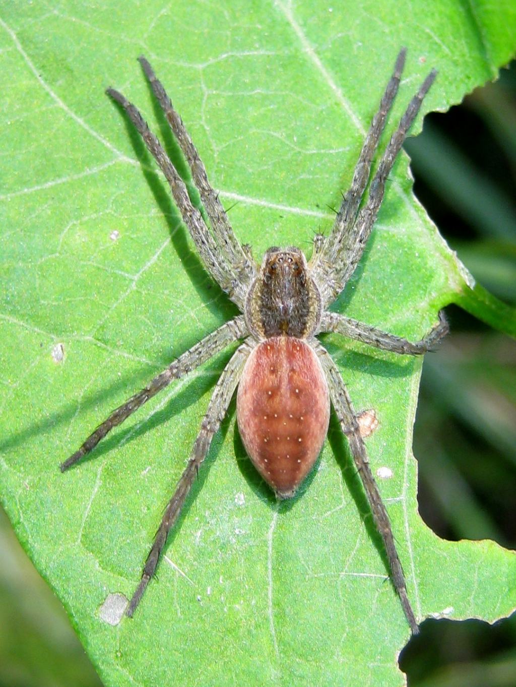 Dolomedes sp. - Sernaglia della Battaglia (TV)