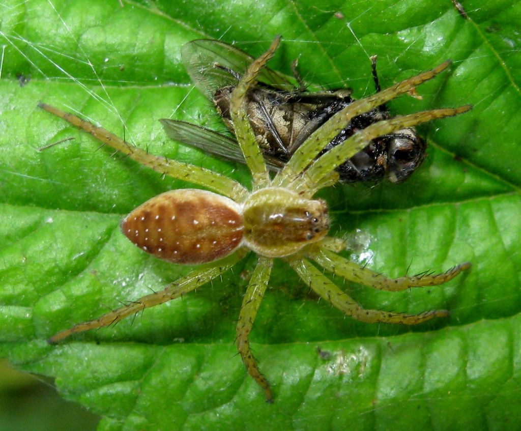 Dolomedes sp. - Sernaglia della Battaglia (TV)