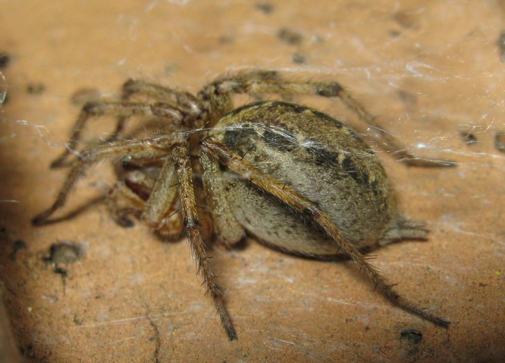 Agelena labyrinthica - Sernaglia della Battaglia (TV)