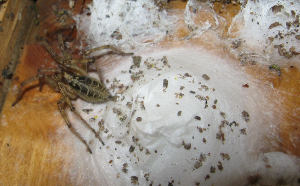 Agelena labyrinthica - Sernaglia della Battaglia (TV)