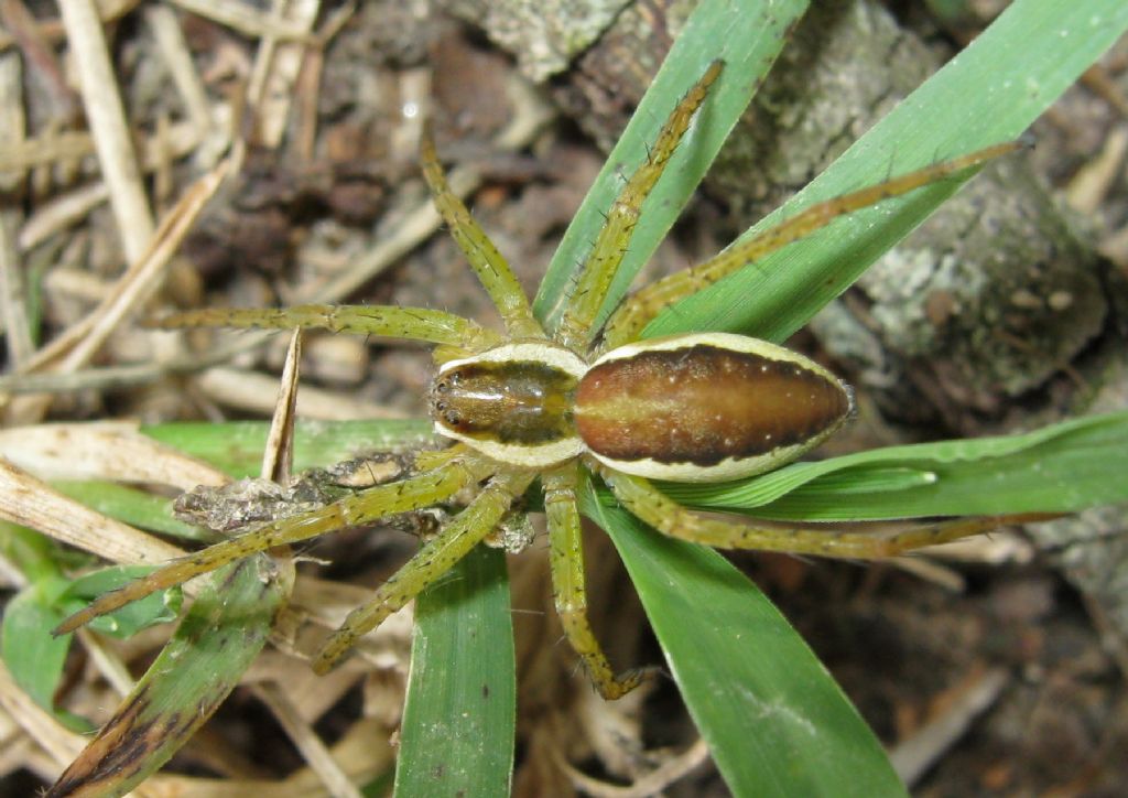 Dolomedes sp. - Sernaglia della Battaglia (TV)