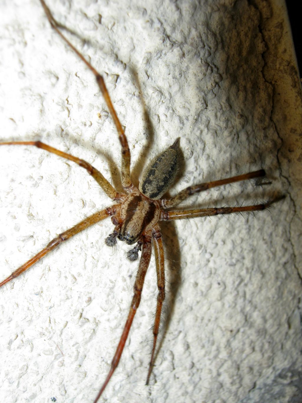 Agelena labyrinthica e Allagelena gracilens maschi - Treviso