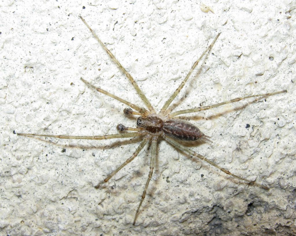 Agelena labyrinthica e Allagelena gracilens maschi - Treviso