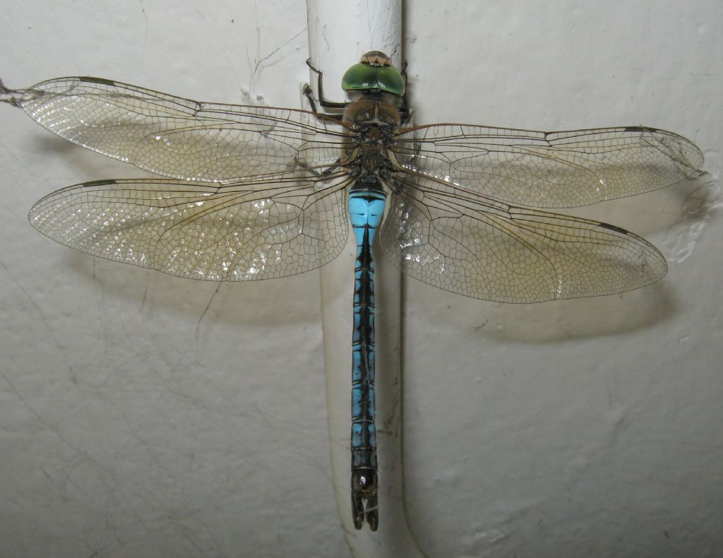 Anax parthenope?