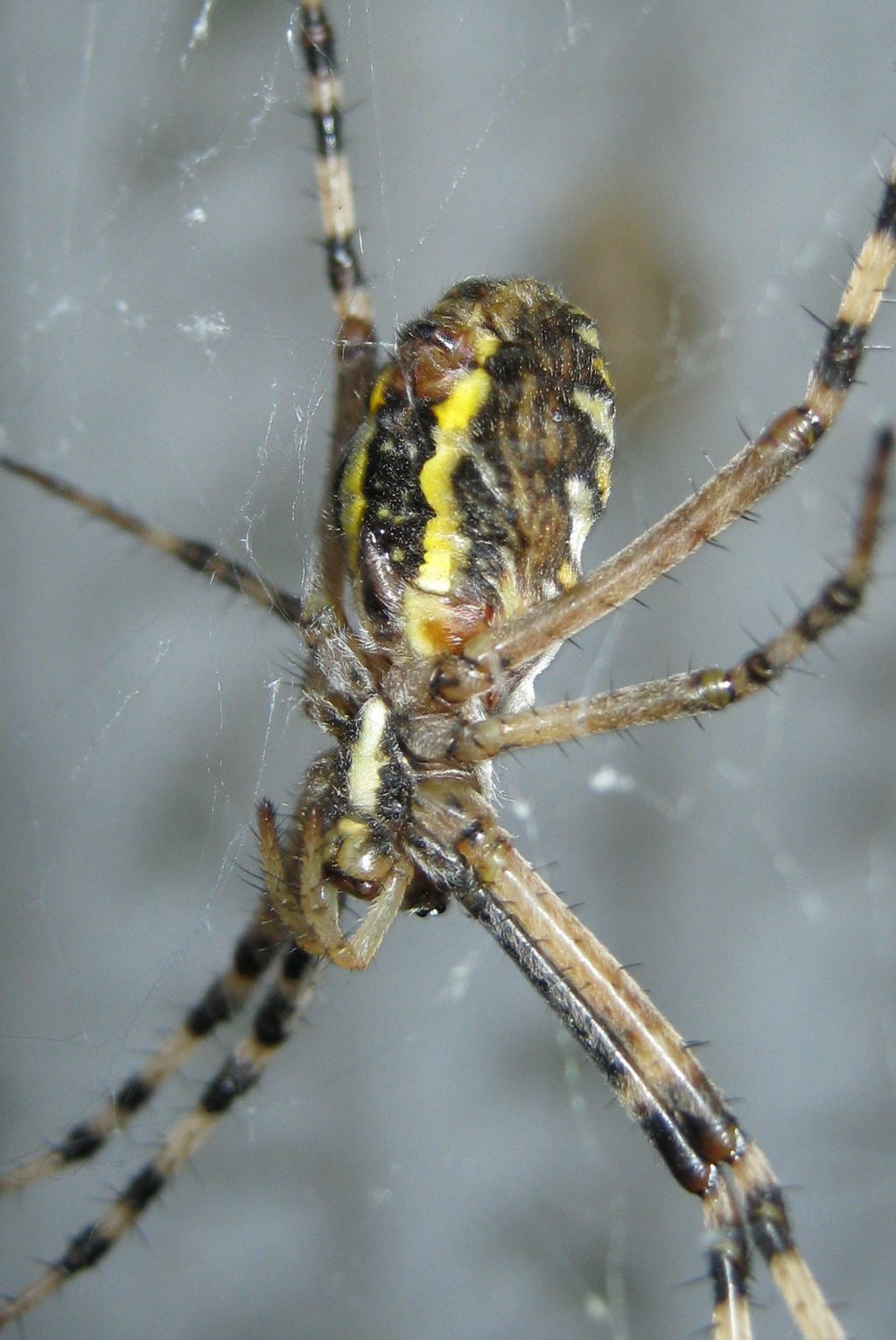 Argiope bruennichi con ovisacco - Treviso (TV)