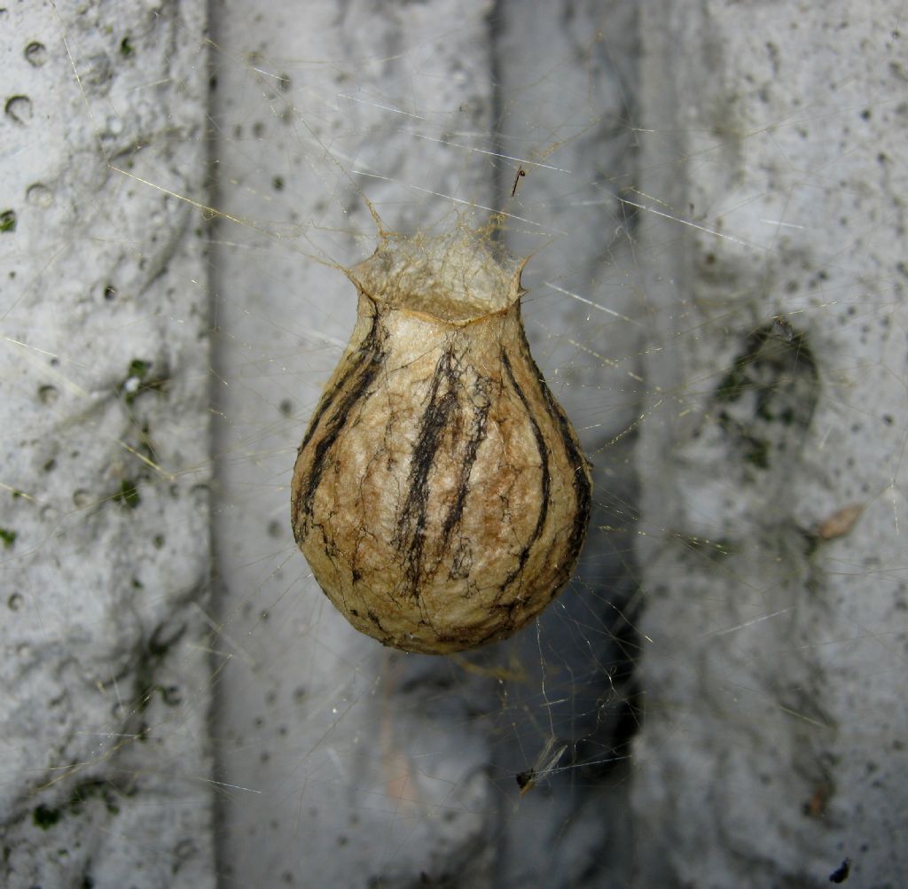 Argiope bruennichi con ovisacco - Treviso (TV)