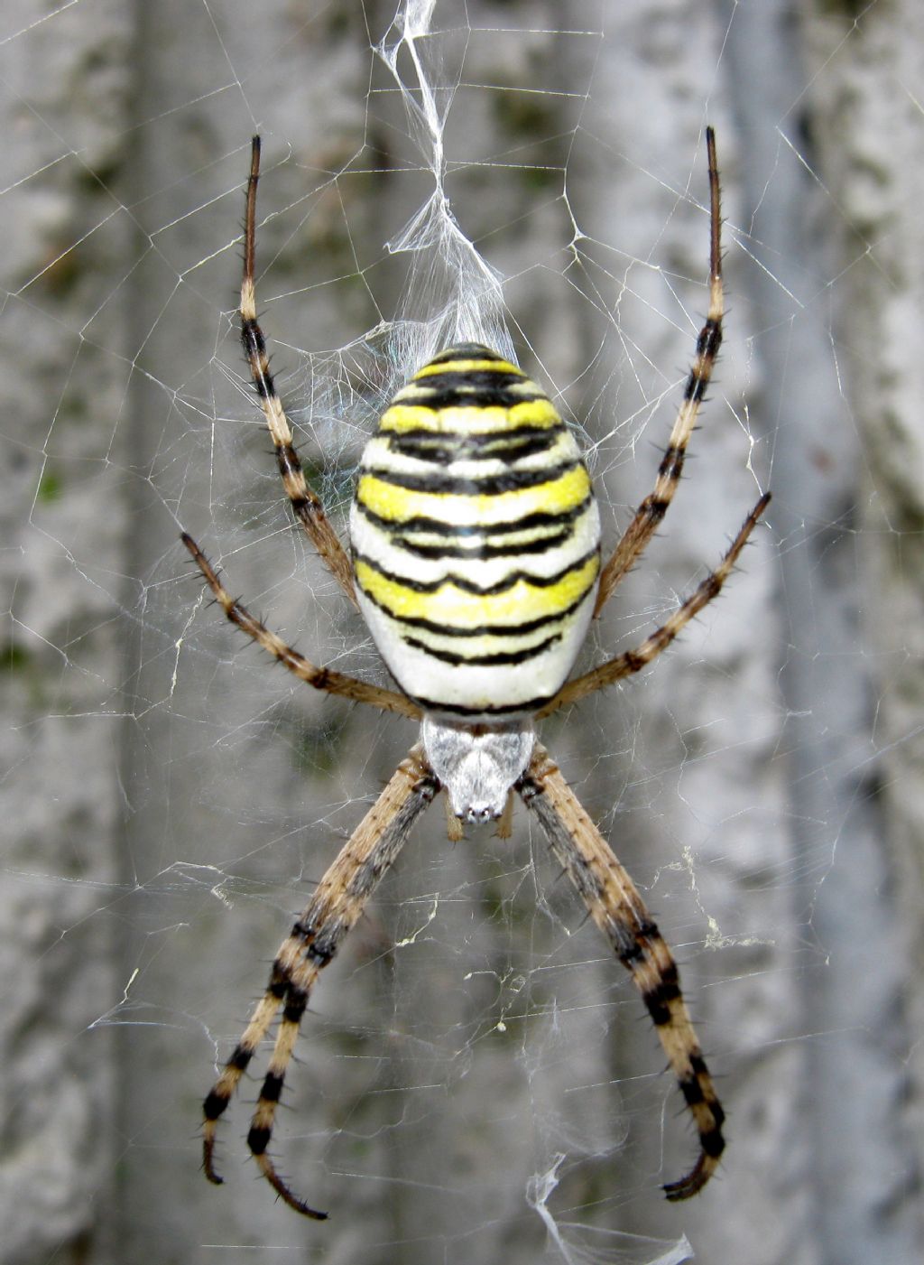 Argiope bruennichi con ovisacco - Treviso (TV)