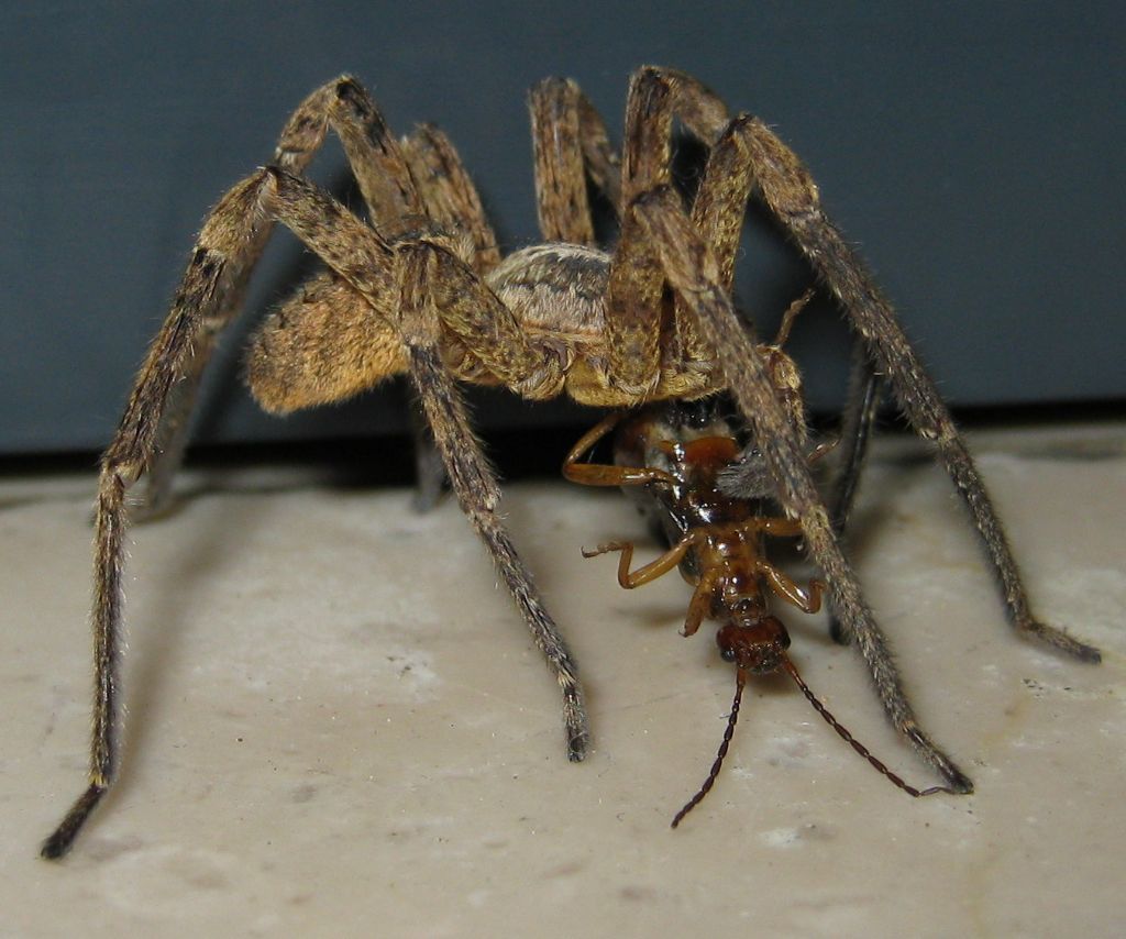 Maschio di Zoropsis spinimana preda forbicina -Treviso