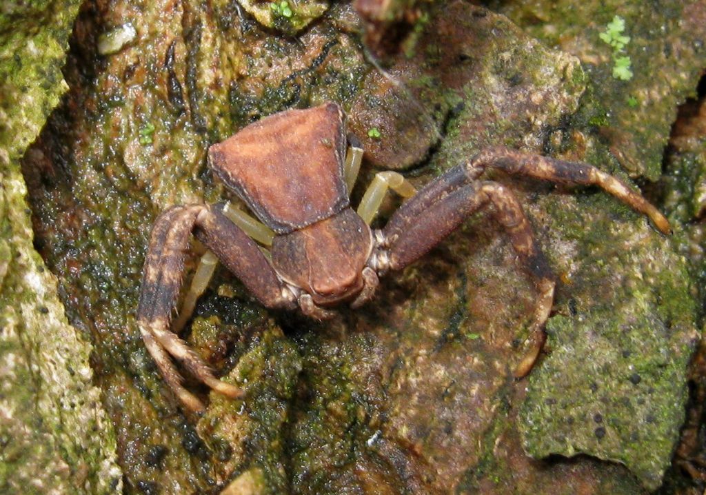 Pistius truncatus - Lughignano (TV)