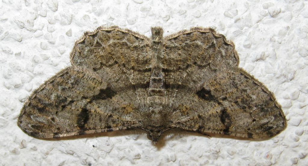 ID - Peribatodes rhomboidaria , Geometridae