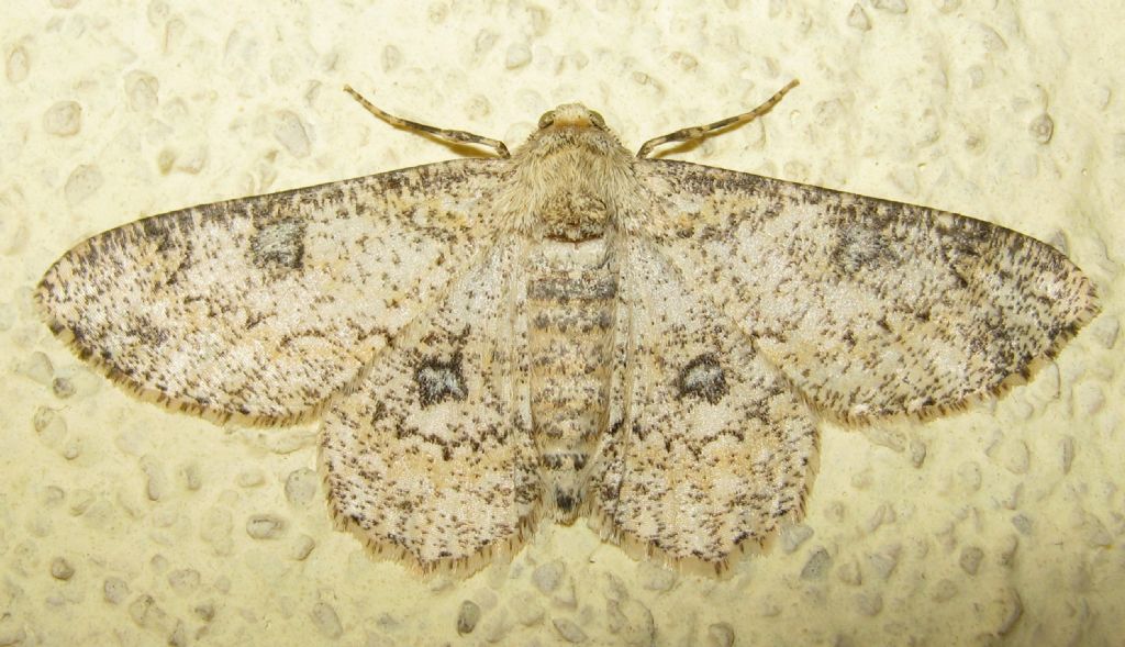 ID - Ascotis selenaria, Geometridae