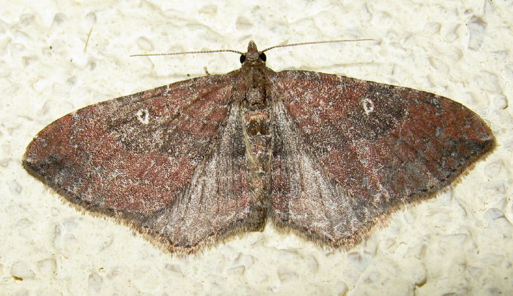 IDe - Nycterosea obstipata