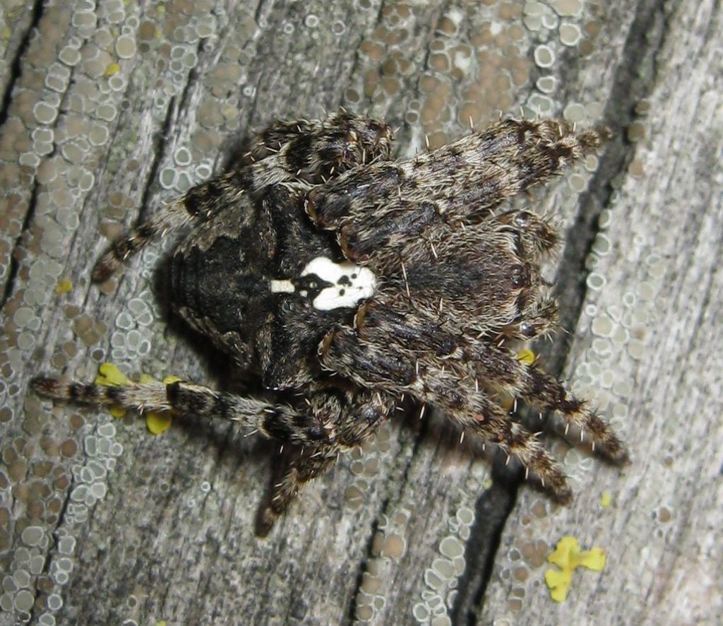 Araneus angulatus - Treviso (TV)