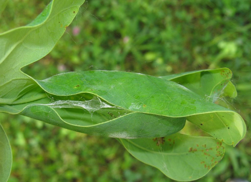 Anyphaena sp. - Treviso (TV)