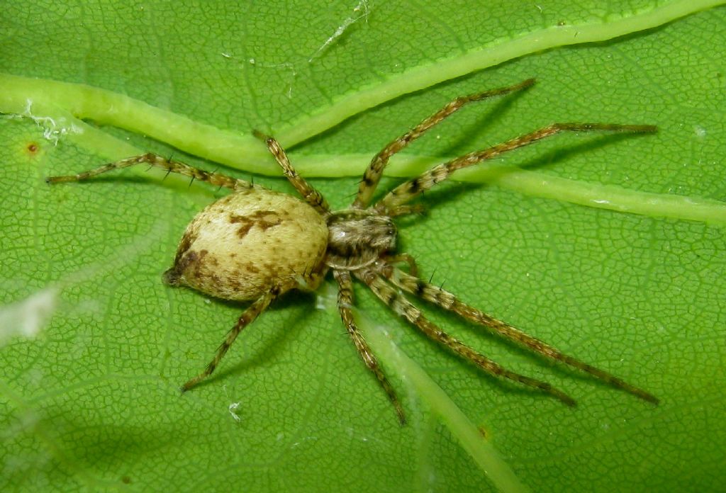 Anyphaena sp. - Treviso (TV)