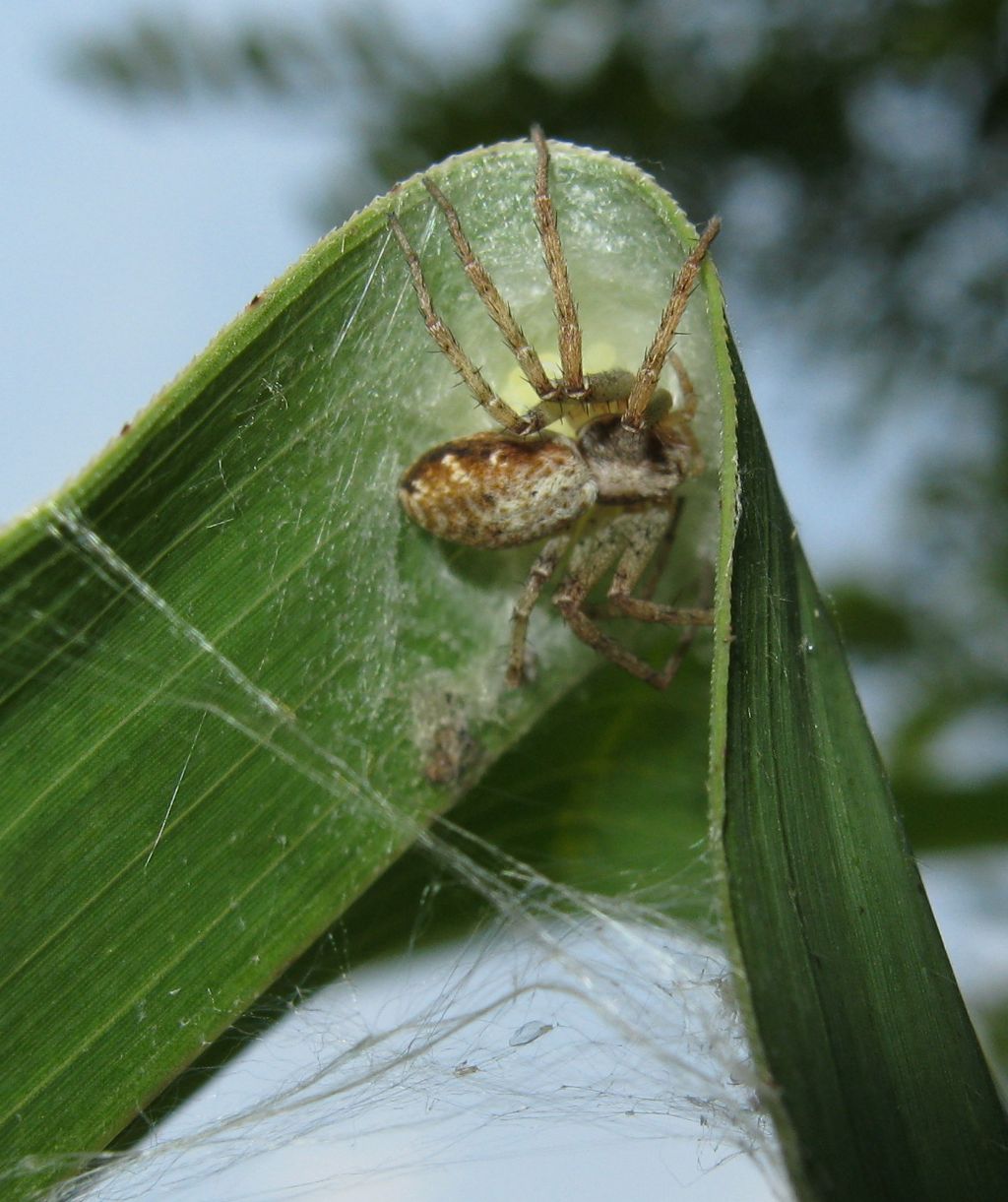 Philodromus sp. con ovisacco - Lughignano (TV)