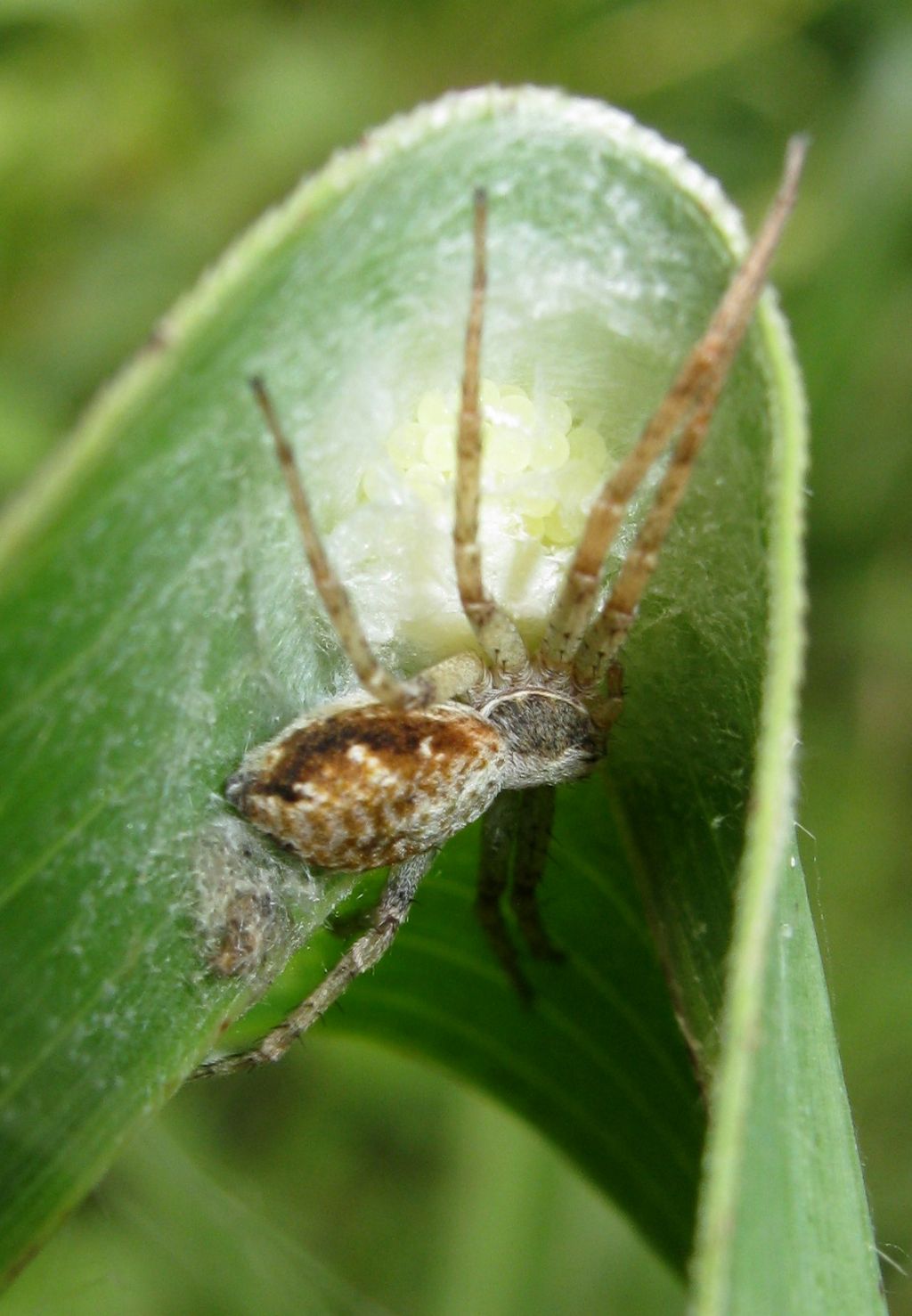 Philodromus sp. con ovisacco - Lughignano (TV)