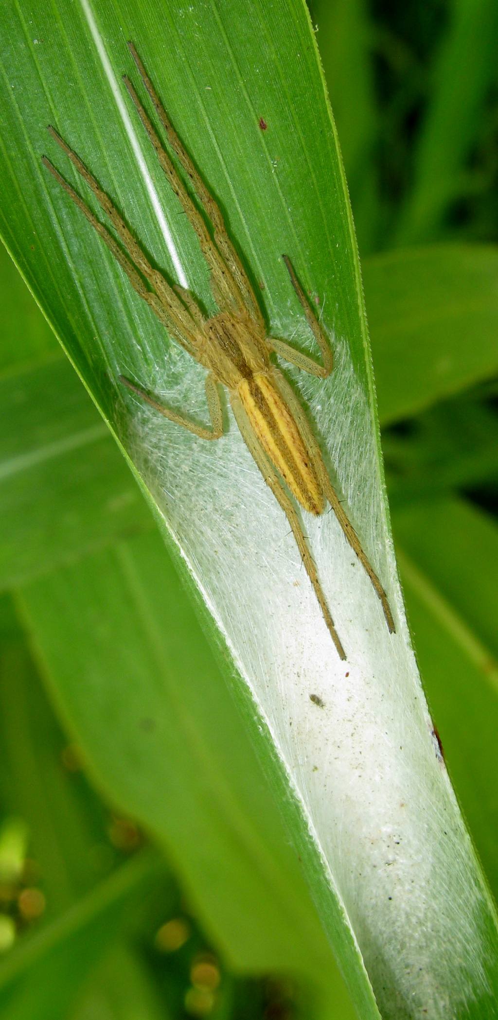 Tibellus sp. con ovisacco - Lughignano (TV)