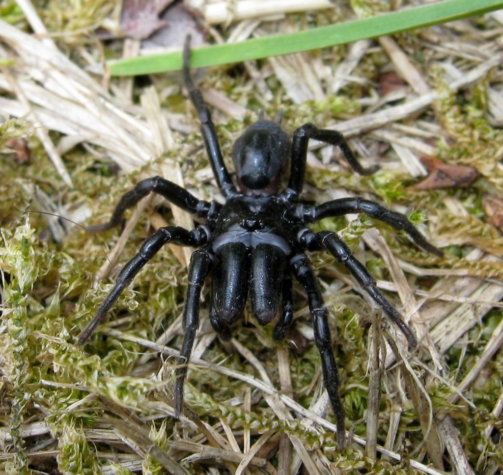 Maschio di Atypus sp. - Treviso (TV)