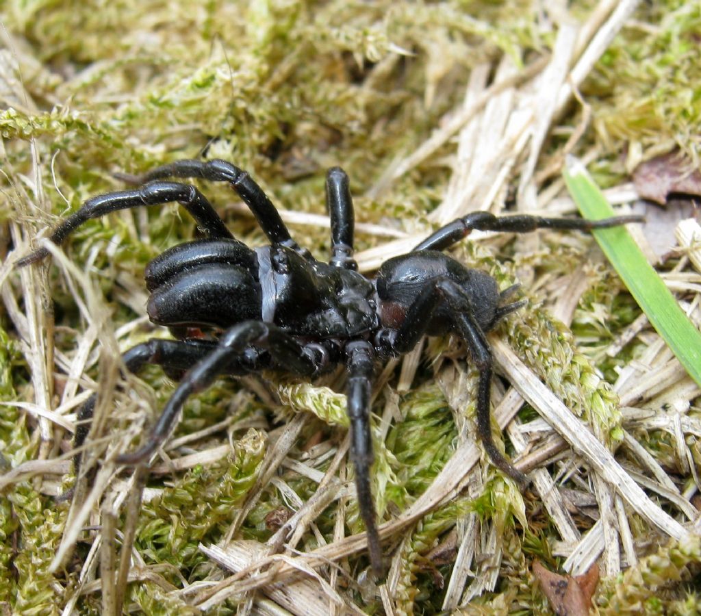 Maschio di Atypus sp. - Treviso (TV)