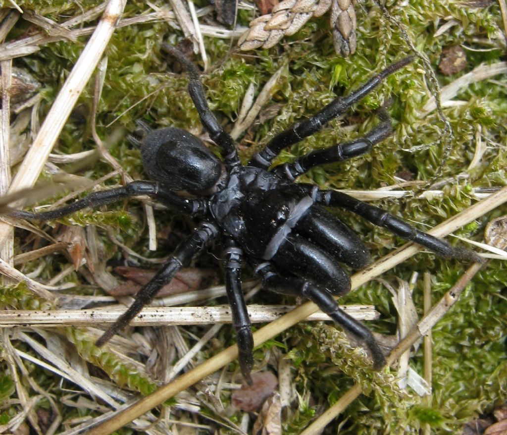 Maschio di Atypus sp. - Treviso (TV)